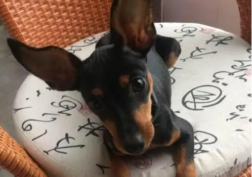 鹿犬适合什么狗窝