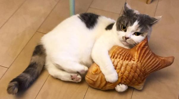 猫总是睡觉没精神是什么情况