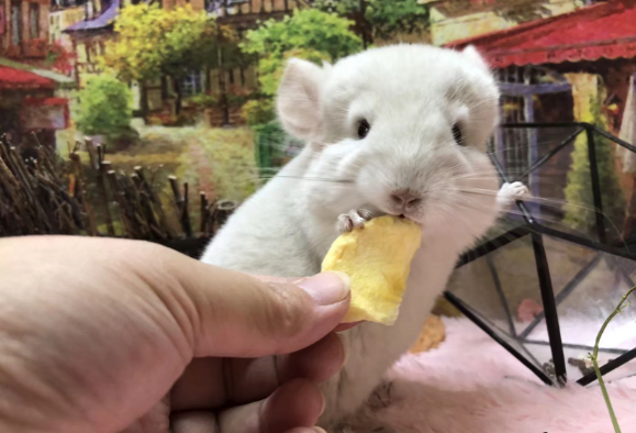 龙猫配色有什么禁忌吗?背后的真相竟然是...... 龙猫配色有什么禁忌吗?背后的真相竟然是......