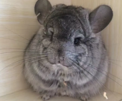 养龙猫的危害有哪些?来这看看吧! 养龙猫的危害有哪些?来这看看吧!