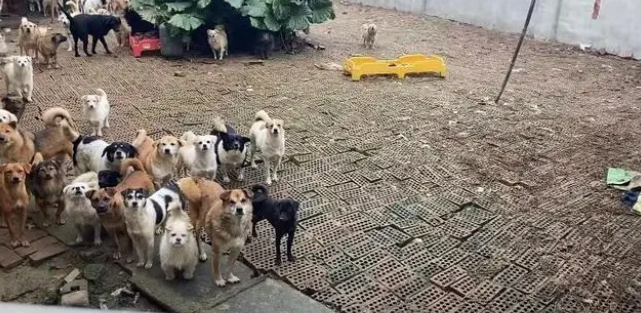 派摩公益丨愿每只无家可归的小动物,都能感受到世间温暖 派摩公益丨愿每只无家可归的小动物,都能感受到世间温暖