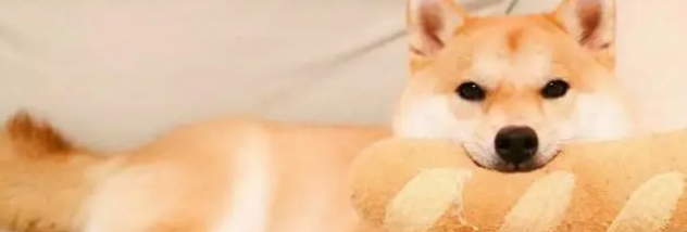 成年柴犬一天吃多少狗粮？