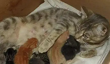 猫生孩子尾巴先出来了怎么办能拉吗 猫生孩子尾巴先出来了怎么办能拉吗