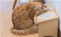 猫咪为什么喜欢吃狗粮
