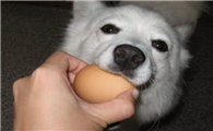 狗狗能吃鸡蛋吗
