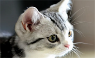 猫咪耳朵聋能治好吗多少钱