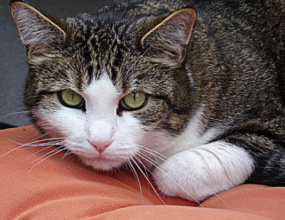 猫肚子起伏急促怎么回事