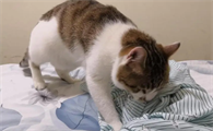 绝育的公猫踩奶会有生理反应么