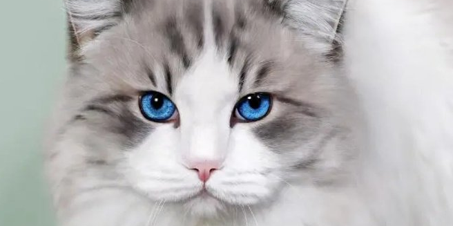 布偶吃哪个牌子的猫粮好