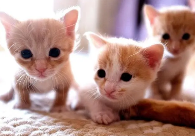 猫咪生了6只死了3只正常吗