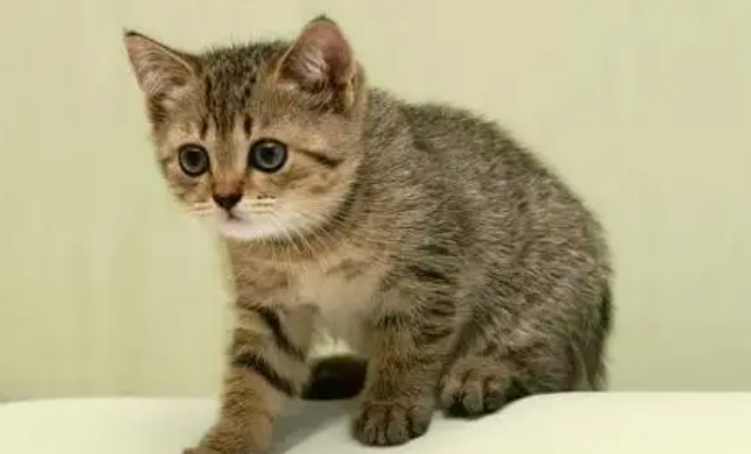 猫咪猫粮如何更换?来了解下吧 猫咪猫粮如何更换?来了解下吧