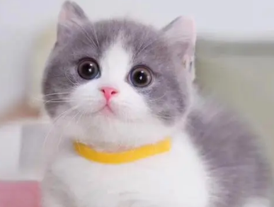 刚出生的猫拉稀怎么办