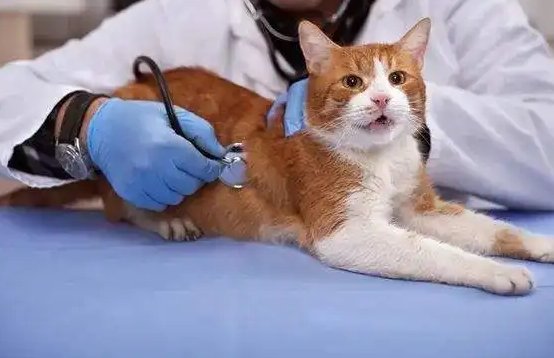 猫中毒后渐好的症状 猫中毒后渐好的症状