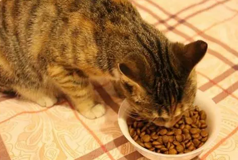 猫咪喂什么食物最好呢
