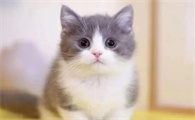 矮脚猫为什么那么贵?这篇文章给你答案