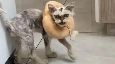 捡只“丑八怪”猫,全身猫癣,如今成功逆袭 捡只“丑八怪”猫,全身猫癣,如今成功逆袭