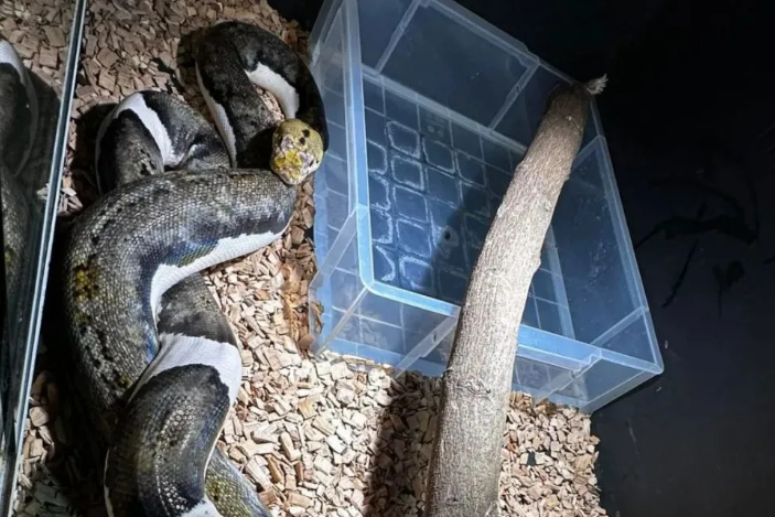 打电话说会带个白底虎斑回家,结果……猫呢?! 打电话说会带个白底虎斑回家,结果……猫呢?!