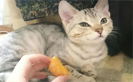 猫咪能不能吃橘子