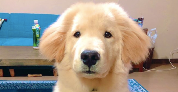 金毛和秋田犬的混血,继承了爸妈的所有优点,看起来太可爱了! 金毛和秋田犬的混血,继承了爸妈的所有优点,看起来太可爱了!