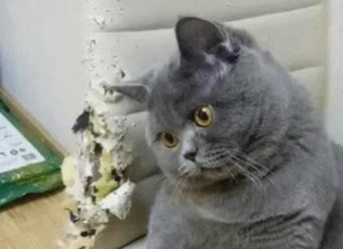 蓝猫抓坏椅子，主人对它严厉批评却被气哭