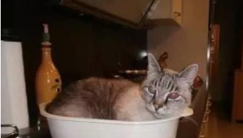 你家喵钻过的最小空间是什么？看看网友家的猫都奇葩到什么地步