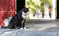 猫咪口水多什么原因引起的
