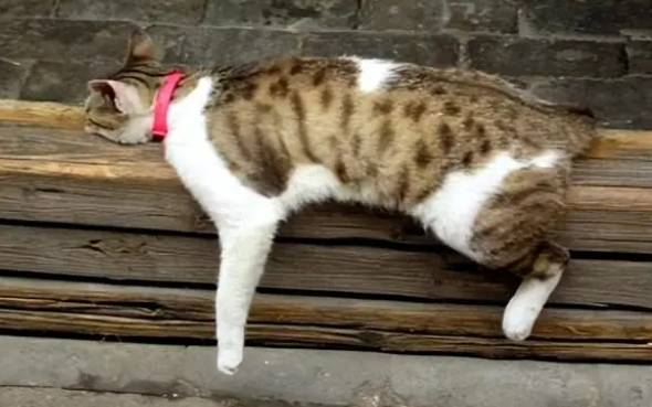 别浪费钱买“猫窝”了，猫咪根本不喜欢，原因很真实！