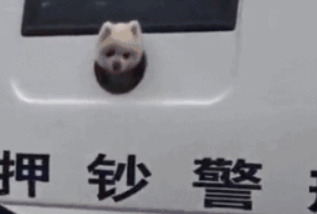 德牧在接受训练时认出嫌犯，接下来笑死人了