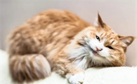 小猫得了猫瘟怎么办呢