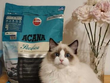 布偶吃爱肯拿猫粮怎么样