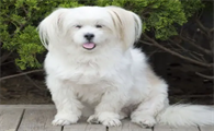 狗狗抽腹水的危害有多大