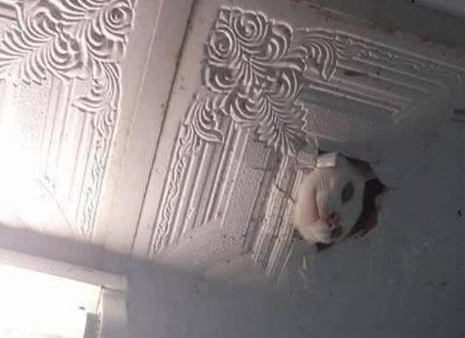 猫咪被主人关进阁楼,主人差点被吓死,网友笑他自作孽 猫咪被主人关进阁楼,主人差点被吓死,网友笑他自作孽