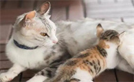 猫的正常体温