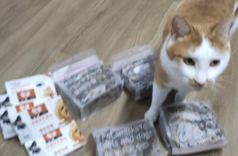 猫咪都吃些什么零食