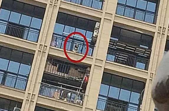 大热天把狗狗关阳台，物业打电话说出事了！