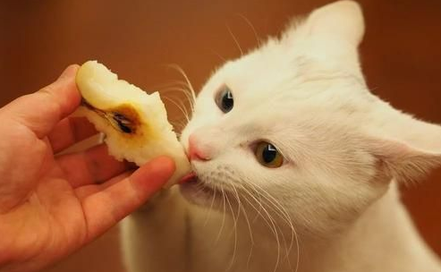猫可以吃梨吗