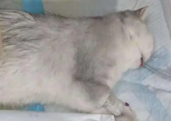 母猫需要绝育手术吗