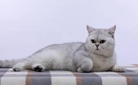 治猫耳螨用什么药好的快