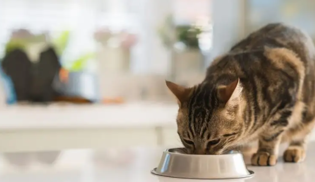 猫可以吃巴旦木吗？