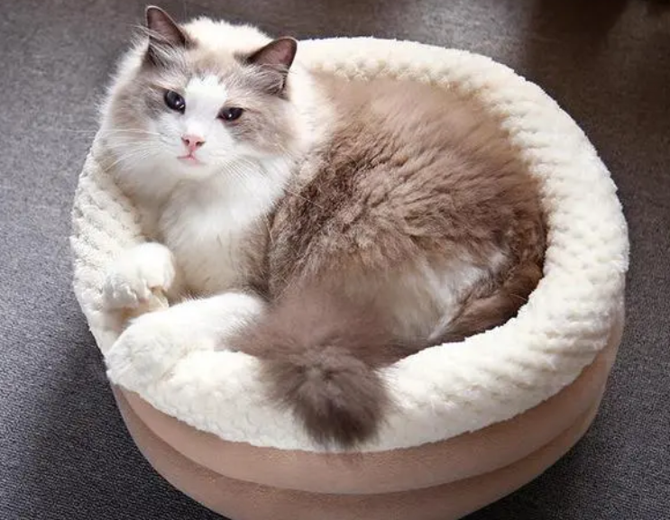 猫咪喜欢怎么样的猫窝?铲屎官来看看吧 猫咪喜欢怎么样的猫窝?铲屎官来看看吧