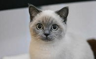 小公猫几个月可以绝育手术