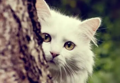 猫猫软便的原因有哪些