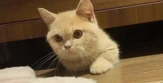 小猫来到新家不吃不喝怎么办 小猫来到新家不吃不喝怎么办