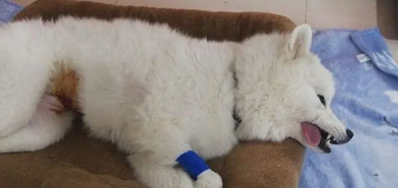 狗需要做绝育吗