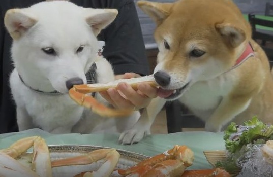 狗能吃海鲜吗1”