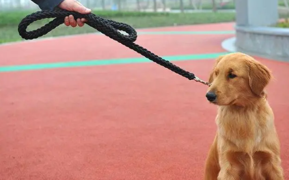 狗狗牵引绳多少米合适