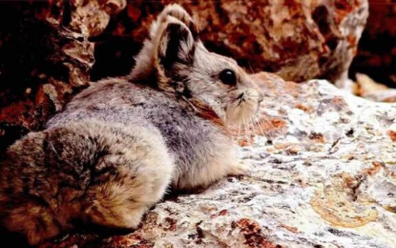 伊犁鼠兔是保护动物？可以个人饲养吗？