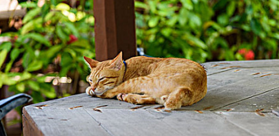 猫咪刷牙多久一次比较好