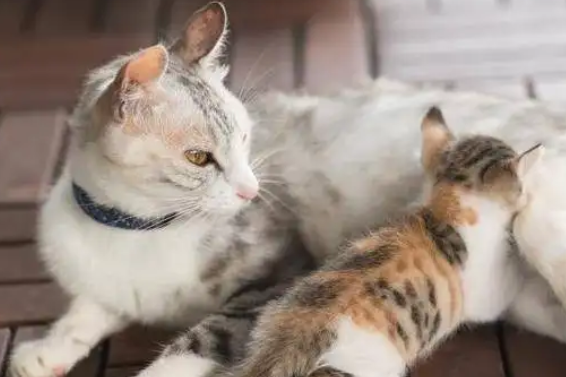 猫的正常体温 猫的正常体温