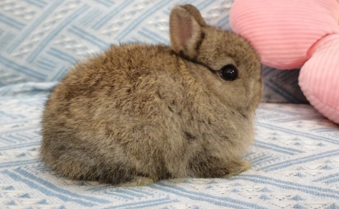 荷兰侏儒兔多少钱一只 荷兰侏儒兔多少钱一对